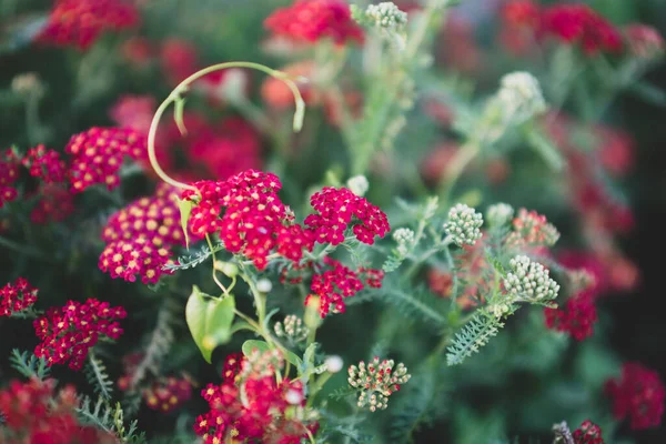 Yarrow Cor Comum Veludo Vermelho Pode Ser Usado Como Fundo — Fotografia de Stock