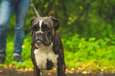 Boksör köpeği sahibiyle yürüyüşe çıktı..