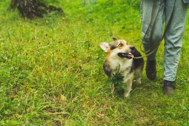 Pembroke Welsh Corgi ormanda yaz yürüyüşüne çıkmış.