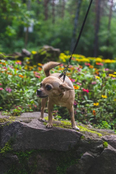 Beige cane chihuahua passeggiate con la sua amante in una foresta estiva — Foto Stock