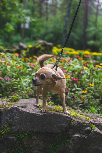 Bej renkli chihuahua köpeği yaz ormanlarında metresiyle yürüyor.