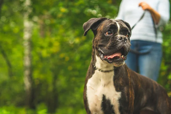 Boksör köpeği sahibiyle yürüyüşe çıktı. Yakın plan fotoğraf, köpek portresi, bahar, yaz..