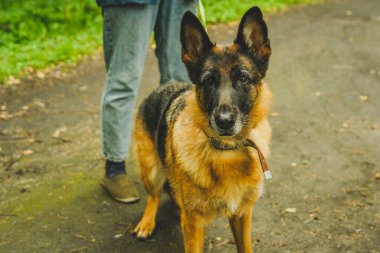 Koca siyah Alman çoban köpeği yazın sahibini gezdirmek için ormanda yürür.