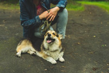 Corgi Welsh Pembroke yazın sahibini gezdirmek için yerde yatıyor. Yüksek kalite fotoğraf.