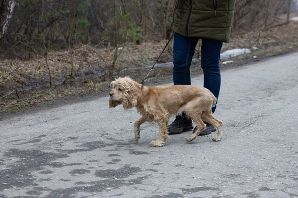 Yaşlı ve sevimli bir köpek, Cocker Spaniel ormanda yürüyor, bahar ve yaz aylarında sahibiyle park ediyor. Aşırı teşhir hizmetleri, evcil hayvan oteli reklamlarında kullanılabilir.