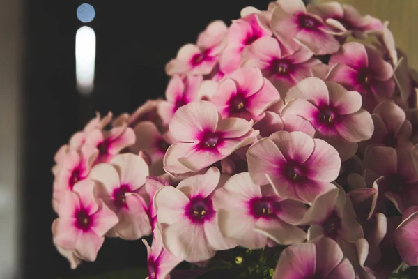 Piękny Bukiet Różowych Kwiatów Phlox Domu Wysokiej Jakości Zdjęcie Widok — Zdjęcie stockowe