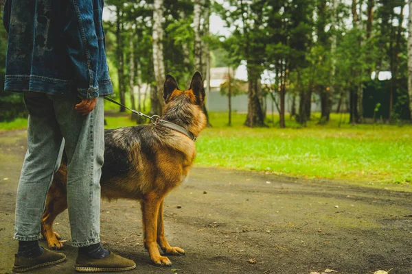 Grand Chien Noir Berger Allemand Promenades Dans Forêt Été Pour — Photo