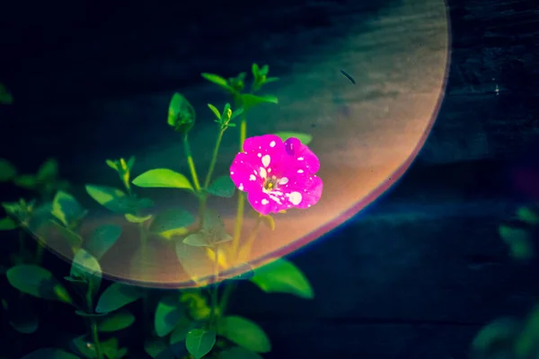 Luce Cade Splendidamente Sul Bindweed Rosa Effetto Artistico Sfondo — Foto Stock