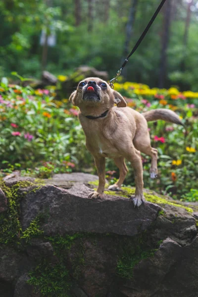 Bej renkli chihuahua köpeği metresiyle yaz parkında yürüyor.