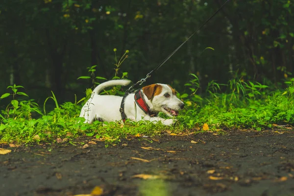 Jack Russell Terrier Para Dar Paseo Por Bosque Verano Con — Foto de Stock