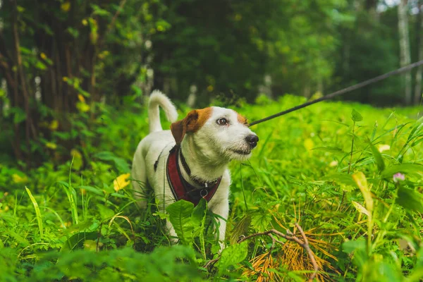 Jack Russell Terrier, yazın sahibinin yanında ormanda yürüyüşe çıkıyor.
