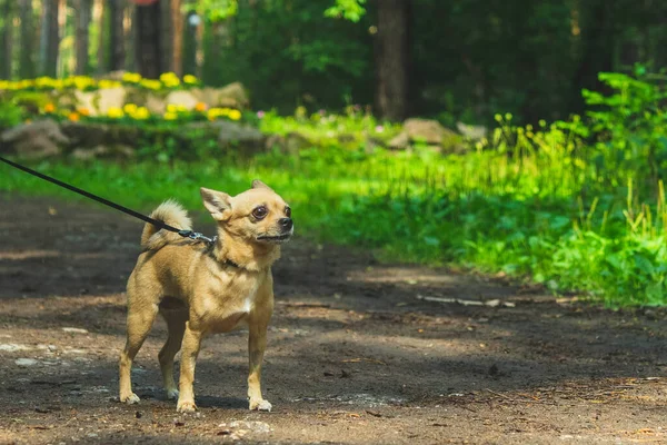 Bej renkli chihuahua köpeği metresiyle yaz parkında yürüyor.