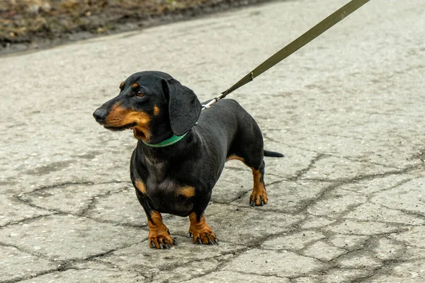 Sahibi ile yürüyüşe çıkmış şirin siyah bir köpek. Köpek salonları, köpek otelleri vs. için illüstrasyon ya da tanıtım olarak kullanılabilir.