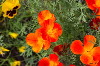 Güzel turuncu eskolzia çiçeği. Yüksek kalite fotoğraf, arkaplan, kapat ve üst görünüm