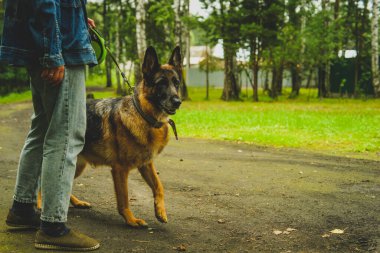 Koca siyah Alman çoban köpeği yazın sahibini gezdirmek için ormanda yürür.