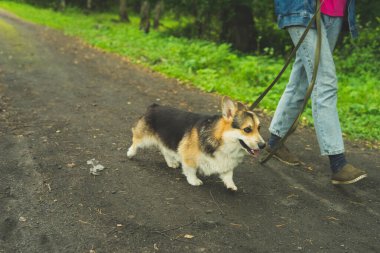 Pembroke Welsh Corgi yaz yürüyüşüne çıkmış, sahibinin yanına park etmiş. Corgi gülümsüyor. Yüksek kalite fotoğraf.