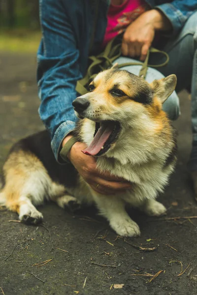 Corgi Welsh Pembroke Yazın Sahibini Gezdirmek Için Yerde Yatıyor Corgi — Stok fotoğraf