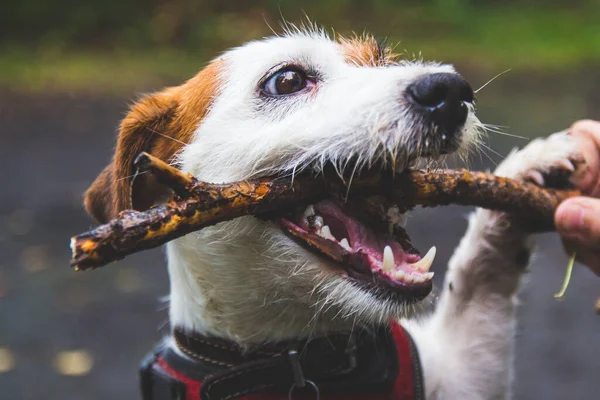 Jack Russell Terrier Untuk Berjalan Jalan Hutan Musim Panas Dengan — Stok Foto