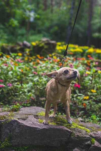 Beige Cane Chihuahua Passeggiate Con Sua Amante Parco Estivo — Foto Stock