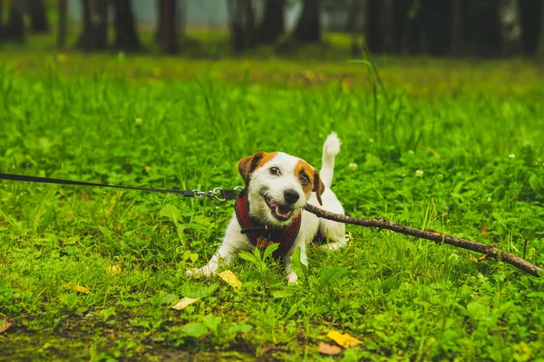 Jack Russell Terrier, yazın sahibinin yanında ormanda yürüyüşe çıkıyor.