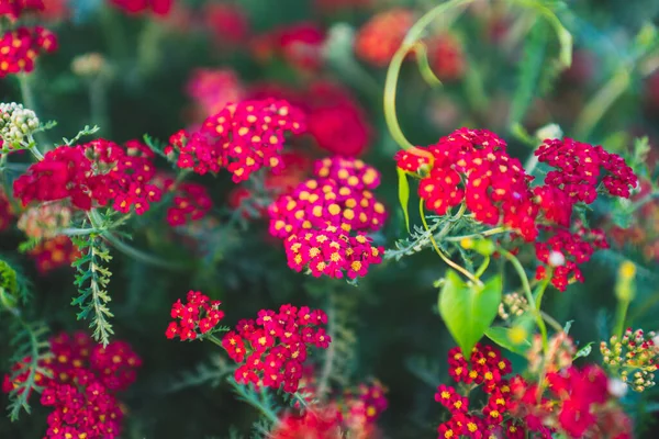 Yarrow Cor Comum Veludo Vermelho Pode Ser Usado Como Fundo — Fotografia de Stock