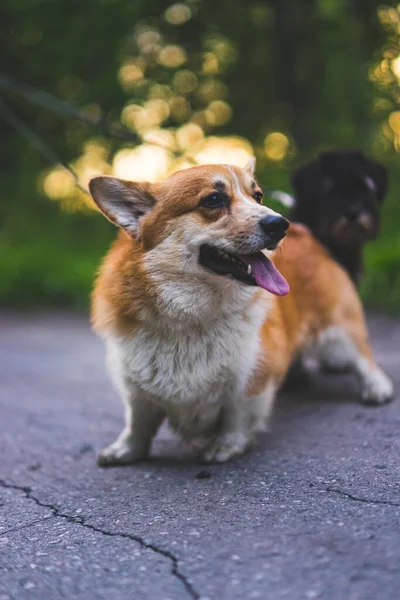 Cute Corgi Dog Portrait Copy Space High Quality Photo Beautiful — Stock Photo, Image