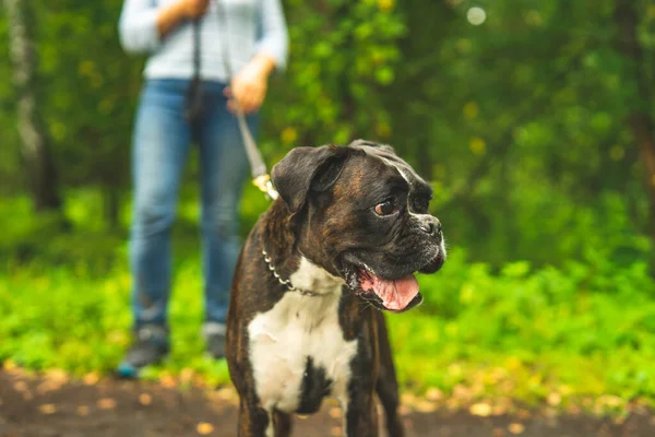 Boksör köpeği sahibiyle yürüyüşe çıktı. Yakın plan fotoğraf, köpek portresi, bahar, yaz..