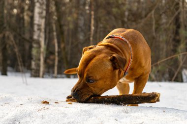 American Staffordshire Bej Teriyeri, kışın karlı bir ormanda yakalı bir yaka ile sokakta yürüyor ve sopayla oynuyor. Köpeğin kızgın bakışı..