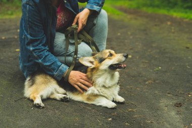 Corgi Welsh Pembroke yazın sahibini gezdirmek için yerde yatıyor. Yüksek kalite fotoğraf.