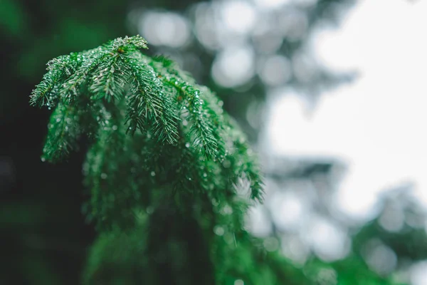 Yağmurda köknar dalları. Yüksek kalite fotoğraf. Arka plan olarak kullanılabilir. Bokeh etkisi