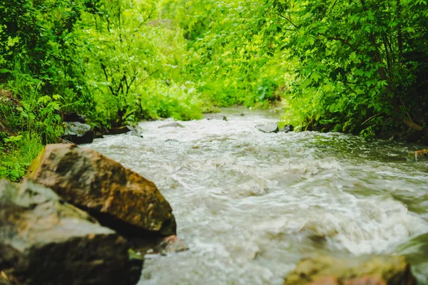 Dağ nehri, yeşil yaz ormanının yakınlarındaki büyük taşlarla akıyor. Turizm, dinlenme, yürüyüş ve doğanın bir arka planı veya illüstrasyonu olarak kullanılabilir..