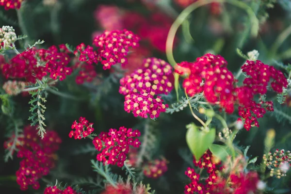 Yarrow yaygın rengi kırmızı kadifedir. Arkaplan olarak kullanılabilir, bitkilerin, çiçeklerin ya da desenlerin, duvar kağıtlarının çizimi.