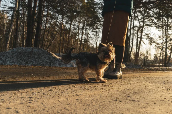 Şirin, mutlu Yorkshire Teriyeri bahar ormanlarında metresiyle yürüyüşe çıkmış. Evcil hayvan oteli ya da köpeğe aşırı teşhir hizmetleri için köpekleri gezdirmek için kullanılabilir..