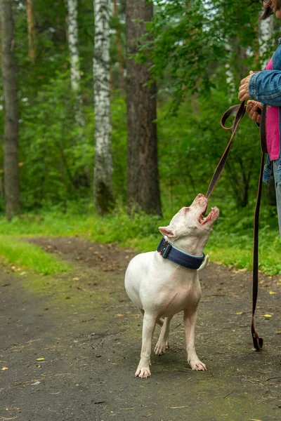 Yazın sahibiyle parkta yürüyüş yapan nazik, beyaz bir Amerikan pitbull teriyeri.