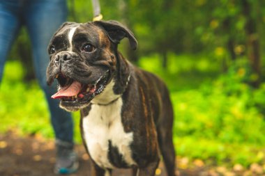 Boksör köpeği sahibiyle yürüyüşe çıktı. Yakın plan fotoğraf, köpek portresi, bahar, yaz..
