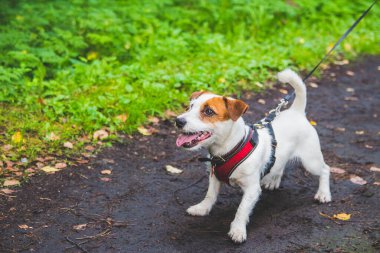 Jack Russell Terrier, yazın sahibinin yanında ormanda yürüyüşe çıkıyor.