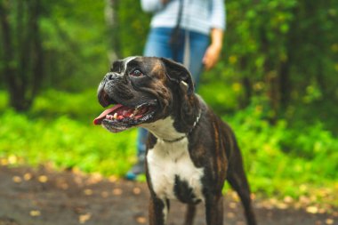 Boksör köpeği sahibiyle yürüyüşe çıktı..