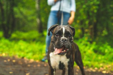 Boksör köpeği sahibiyle yürüyüşe çıktı..
