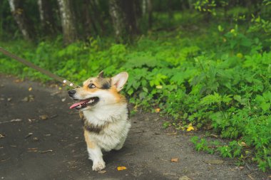 Pembroke Welsh Corgi ormanda yaz yürüyüşüne çıkmış.
