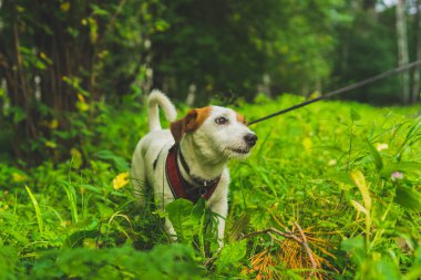 Jack Russell Terrier ormanda yürüyüşe çıktı. 