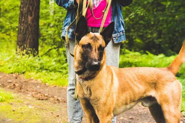 Bej rengi Belçika çoban köpeği yazın ormanda yürür.