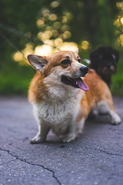 Söt corgi hund porträtt — Stockfoto