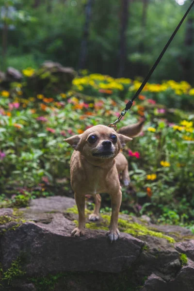 Beige chihuahua σκυλί βόλτες με την ερωμένη του σε ένα καλοκαιρινό δάσος — Φωτογραφία Αρχείου