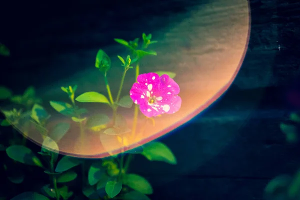 A luz cai lindamente sobre a bindweed rosa. — Fotografia de Stock
