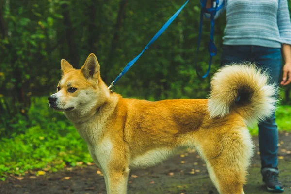 Akita Inu sahibiyle yürüyüşe çıktı. 
