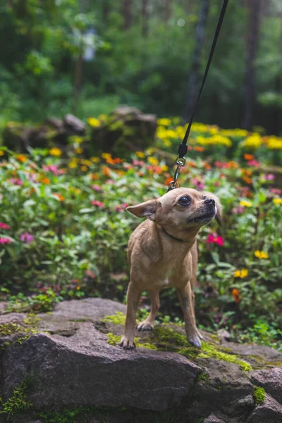 Beige chihuahua dog walks with its mistress in a summer forest — Stock Photo, Image