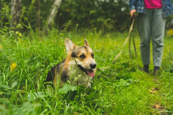 Corgi galés pembroke sonríe y se encuentra en la hierba de verano — Foto de Stock