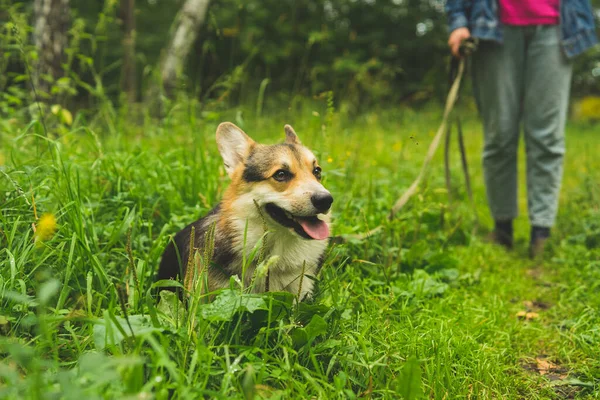 Corgi güler ve yaz çimlerinde yatar. 