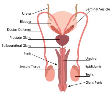 Male Reproductive System Vector Diagram clipart