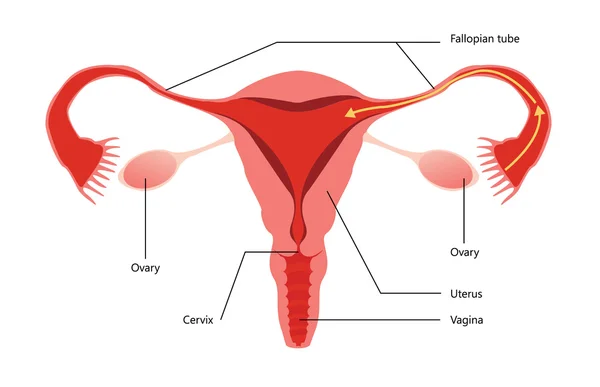 Diagrama vetorial do sistema reprodutivo feminino —  Vetores de Stock